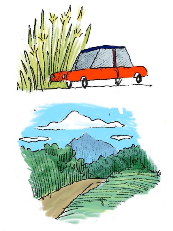 nature and car
